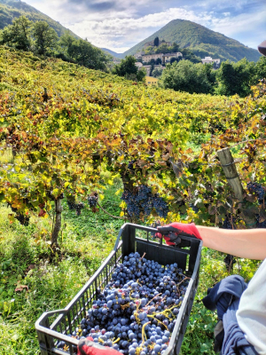 VERNACCIA NERA: VENDEMMIA 2022