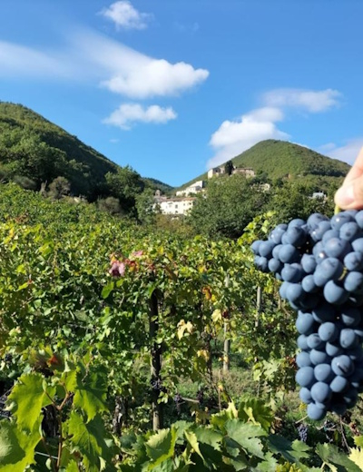 Vernaccia Nera di Serrapetrona Experience