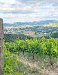 Terre di Serrapetrona Discovery