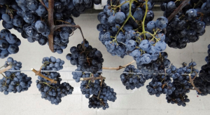 LA VERNACCIA NERA DI SERRAPETRONA… QUANDO SI FERMA!