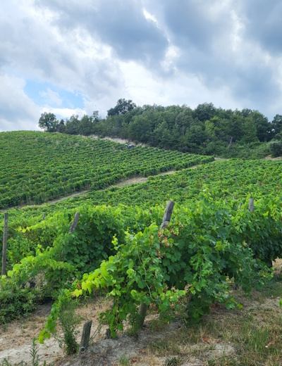 Tenuta Stefano Graidi Full Immersion