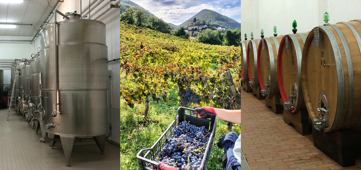 terrediserrapetrona_vini